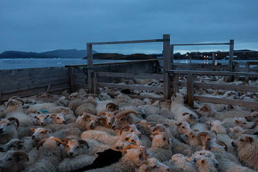 Sheep packed on the Viking II, a boat used to transport sheep to Narsaq's slaughterhouse. The Neqi slaughterhouseis the only such facility in Greenland and the boat travels to various farms to collect...