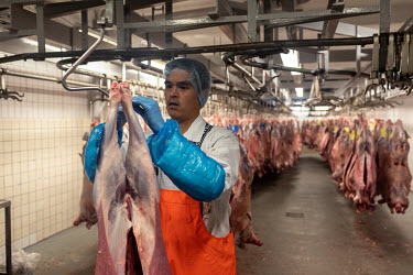 An employee hangs a sheep carcasse in a freezer room at the Neqi slaughterhouse, the only abattoir facility in Greenland, during the slaughter season at the end of summer.