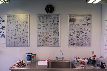 Educational posters of plants, wildlife, and mushrooms and fungi, on the walls of a classroom in Inuili, a culinary school in Narsaq. The school takes students of all ages, from across the country, an...