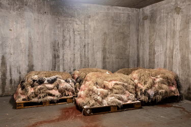 Sheep skins pile up after being cleaned and salted, in the Neqi slaughterhouse, the only abattoir facility in Greenland, during the slaughter season at the end of summer.