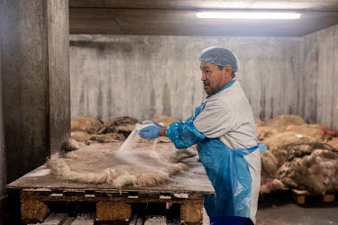 A worker salting sheep skins in the Neqi slaughterhouse, the only abattoir facility in Greenland, during the slaughter season at the end of summer.