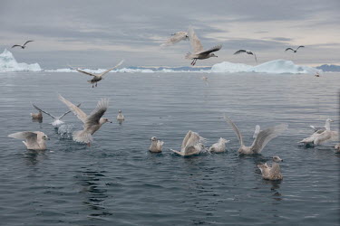 Gulls eating fishermen's scraps in the waters of Disko Bay, near Ilulissat, 250km north of the Arctic Circle and home to the country's main fishing industry.