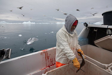 Piiteraq, a Greenlandic fisherman from Ilulissat, guts a flat fish caught on one of his daily fishing trips in and around the bay of Ilulissat, bordering Disko Bay. Piiteraq says his catch has varied...