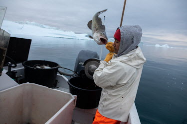 Piiteraq, a Greenlandic fisherman from Ilulissat, lands a fish on one of his daily fishing trips in and around the bay of Ilulissat, bordering Disko Bay. Piiteraq says his catch has varied slightly ov...