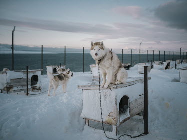 A pack of different breeds of huskies greets visitors to Barentsburg by barking loudly and howling at the entrance to the settlement. The dogs are trained for sledding with tourists and are also popul...