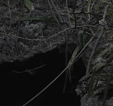 A bat flies out of a cave where, according to local beliefs, various kind of spirits also reside. Stitched photograph