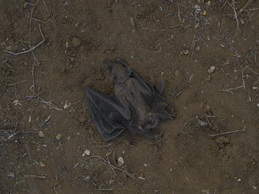 A dead bat close to a cave where, according to local beliefs, various spirits also dwell. Stitched photograph