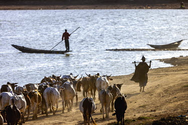 A Fulani catlle herder brings his animals back into the safety of the town. Every evening most of the Fulani shepherds in the region bring their herds into urban areas to spend the night as insecurity...
