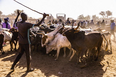 A man herds cattle at the Fatoma weekly livestock market, the largest such market in Mali. The market is controlled by jihadists, as is much of the town. A week after this photograph was taken, a jiha...