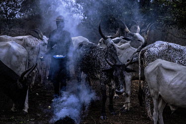 People herd cattle that belong to the Rugga of the Fulani (King of the Fulani of Benin), Bah Seydou, in his camp where there are 170 head of cattle. The herdsmen come from Niger and Nigeria, they are...