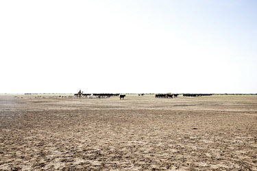 A Wodaabe Fulani herds his cattle and goats to the Bab Salam well an important water source between Agadez and Tahoua.
