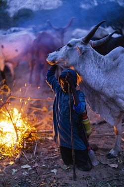 Boys tend to a fire while they look after cattle during the night at the dBenin cattle camp, Ocha Fulani camp.A 14-year-old herdsman says, ^Every day I spend my day with the herd, I am close to the an...