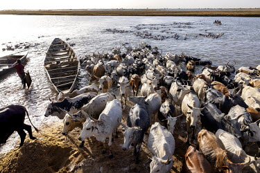 Around 400 cattle crossing the Niger River. On many occasions during nomadism, Fulani animals and herders crossed the river. For a long time, the most important crossings from the flooded areas to the...