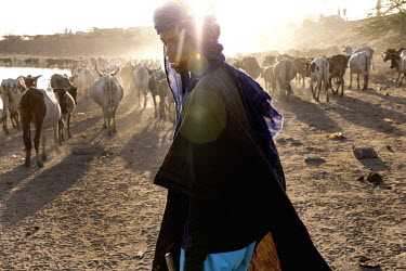 A Fulani catlle herder brings his animals back into the safety of the town. Every evening most of the Fulani shepherds in the region bring their herds into urban areas to spend the night as insecurity...