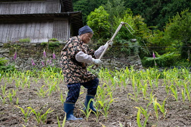 Sadae Kurokawa (88) works at her farm. She is one of two residents in a hamlet located in Ikeda town. Sadae said ^There were about 500 people living in my neighbourhood when I married and moved to thi...