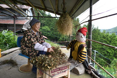 Sadae Kurokawa (88) dries medicinal herbs she has collected on her balcony workspace at her home. She made a scarecrow and leaves it on the balcony to keep wild monkeys away. She is one of two residen...