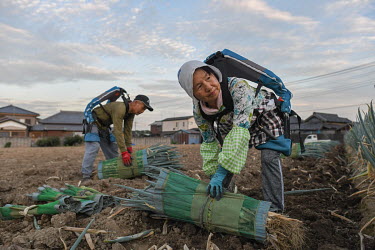 Kiyotaka Suzuki and his wife Imiko wearing Innophys' exoskeleton muscle suits while harvesting Japanese leeks/green onions on their farm. The couple has been cultivating leeks together for 47 years, s...