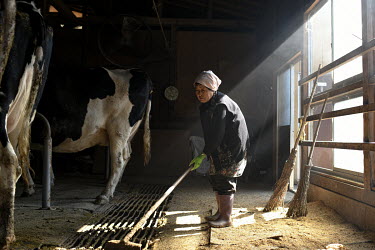 Fumi Ishijima (85) cleans her cattle barn. Fumi and her husband Sakae (87) work together keeping milking cows but for the past 10 years it has been increasingly difficult for both of them to work. Now...
