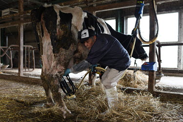 Tadao Inoue (84) is dairy farmer who has just the one milking cow. He started dairy farming in 1957 when he was 20 years old and used to have 50 cows and produced more than 1000kg of milk a day. Howev...