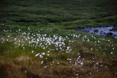 A meadow of cottongrass flowers. The vegetation of the Faroe Islands is dominated by grassy heaths that changes to mountainous vegetation at higher altitudes. Large areas are marshy and there is a nat...