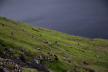 In autumn, farmers gather their sheep in the mountains to shear the wool. Neighbours and friends with sheepdogs help. Agriculture in the Faroe Islands is dominated by sheep farming, and outlying land...