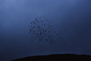 A flock of birds fly across the early morning sky.
