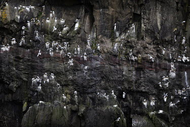 Sea birds gather on a mountain cliff on the island Mykines. The island, inhabited by only 10 people, is a popular destination for bird-watchers.