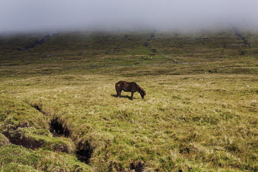 A horse grazing in a field beneath the fog.