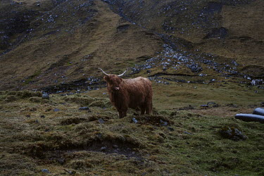 A highland bull grazing on the island of Vagar.