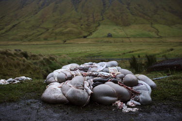 The entrails of a slaughtered sheep lie in a pile outside the slaughterhouse on a farm in Kaldbaksbotnur.