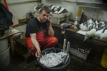 Hans Jacob in a shed in the harbour preparing fulmars that have been caught at sea. Their feathers are singed and removed before the birds are hung to dry and mature. After that they are ready to be e...