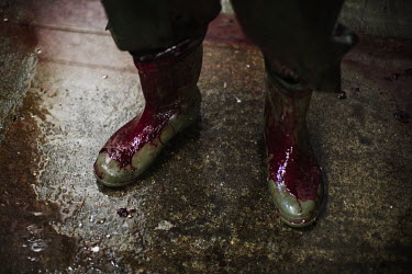 Rubber boots covered in blood during sheep slaughtering in Kaldbaksbotnur.