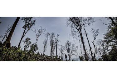 A ranger stands amid trees burned by 'land-grabbers' below the Guam Dam in the Western Area National Park.In Sierra Leone, businesses are taking advantage of poor legislation, feeble enforcement and h...