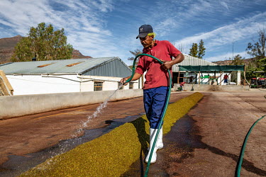 Members of an indigenous rooibos farming cooperative work on a batch of fermenting rooibos leaves.