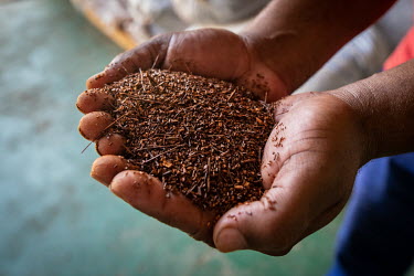 A rooibos worker displays a handful of dried rooibos at a processing facility. Long used by indigenous residents of the area, rooibos has seen a surge of popularity around the world in recent years, d...