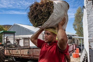 A worker at the Wupperthal Original Rooibos Co-operative's processing facitlity carries a bag of freshly harvested rooibos to the processing area.