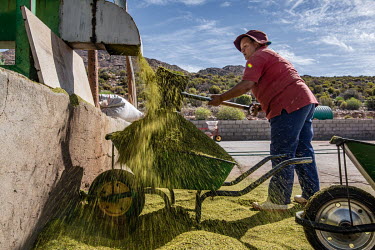 A worker collects a barrow load of cut up rooibos stems which will then be fermented and dried at a processing facility operated by the Wupperthal Original Rooibos Co-operative