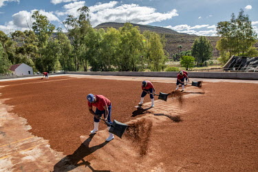 Members of an indigenous Khoisan rooibos farming cooperative work on a batch of drying rooibos. For the best part of a century, the rooibos industry has been dominated by the descendents of European s...