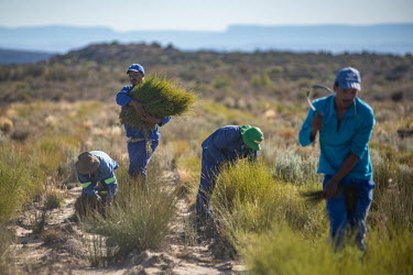Members of an indigenous Khoisan rooibos farming co-operative harvest their crop in the Cederberg Mountains. Long used both as a drink and as a medicine by the Khoisan, rooibos has seen a recent surge...