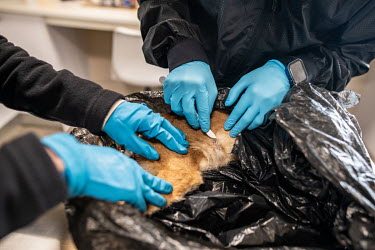 Students prepare to take a sample from a rooicat during a laboratory exercise at the Wildlife Forensic Academy.