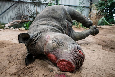 A stuffed rhino with its horns removed lies on its side at the Wildlife Forensic Academy. The rhino was shot and killed by poachers on a nearby nature reserve before being stuffed and brought to the a...