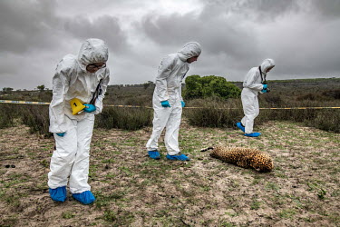 Students search for forensic clues at a staged leopard poaching crime scene at the Wildlife Forensic Academy.