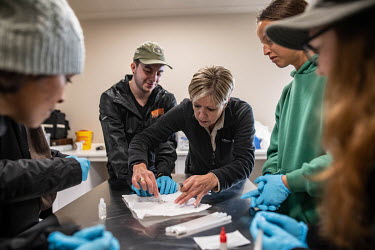 Lecturer Petro Van Der Westhuizen prepares a blood sample for presumptive testing during a laboratory session at the Wildlife Forensic Academy.