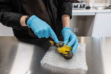 A student prepares to extract a blood sample from a dead bird during a laboratory excercise at the Wildlife Forensic Academy.