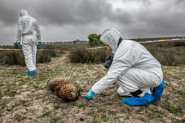A student documents forensic evidence at the scene of a staged leopard poaching incident at the Wildlife Forensic Academy.