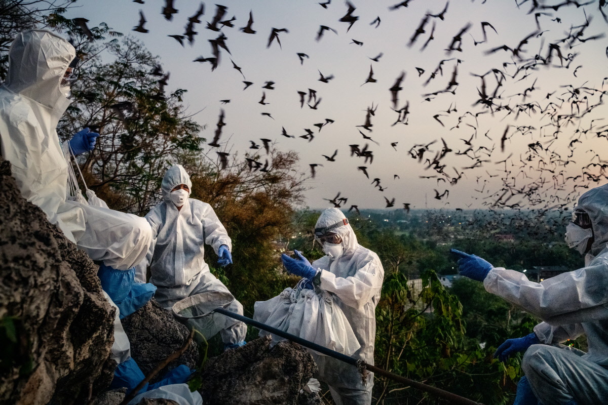 Bats and the Pandemic