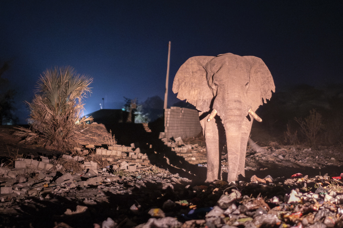 Elephant Whisperers